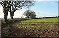 Winter crop, Bokenna Cross