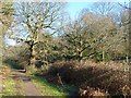 A frosty morning in Coed Melyn Park (4)