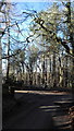 Winter Woods on the Ridgeway