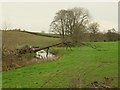 Fallen tree over the Dingle Brook