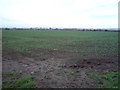 TA0182 : Young crop field off Main Street (B1261) by JThomas