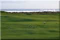 NU2510 : Oystercatchers on Alnmouth Village Golf Course by Russel Wills