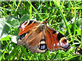 SP8914 : A Peacock Butterfly in the Millhoppers Butterfly Reserve by Chris Reynolds