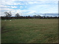 Grazing near Stag House