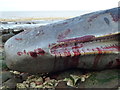 TF6741 : Upper jaw of a dead sperm whale, Hunstanton by Richard Humphrey