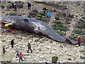 TF6741 : Dead sperm whale, Hunstanton - 16 by Richard Humphrey