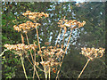 Cow Parsley seed heads in the Millhoppers Reserve