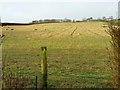 Sheep pasture at Birdwood