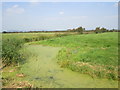 Roadside pond