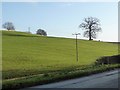 Tree on a hillside, above Lower Cold Hill Farm