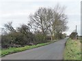 Trees along Little Fenton Lane