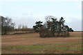 Group of trees West of A1034 near the turn-off to Everthorpe