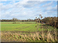 Field edge adjacent to Middridge Road