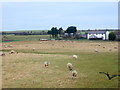 Grazing, Newbiggin West Farm