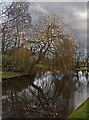 A willow overlooks the pond at Higher Whitley