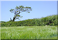 Farmland north of Hartland in Devon