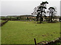 Sheep in a Llanfihangel Rogiet field