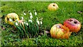 Snowdrops and windfall apples