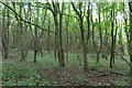 Woodland, Eglinton Country Park