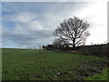 A footpath near Lynsted