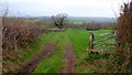 Footpath to the West Brook