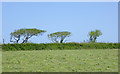 Pasture north of Hartland in Devon