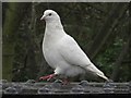 NZ2666 : White pigeon on Armstrong Bridge, Jesmond Dene by Graham Robson