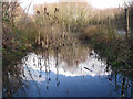 Gamesley Woodlands (wildlife pond)