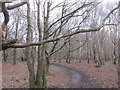 Footpath in Canklow woods.