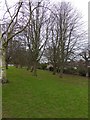 Trees on the north side of Heavitree Pleasure Ground