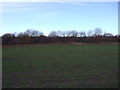 Young crop field near Brandon