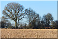 Field boundary, Cross Lanes, Oxfordshire