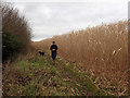 Footpath near Rumwell