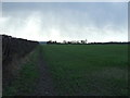 TA1455 : Crop field and hedgerow near Dringhoe Manor Farm by JThomas