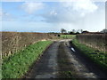 TA1455 : Lane heading east near Dringhoe Manor Farm by JThomas
