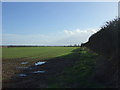 Crop field and hedgerow