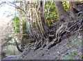 Footpath to the North Downs Way, near Detling