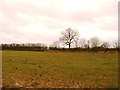 Footpath and Field near Drakeholes