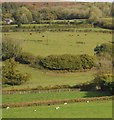 Farmland, Houndle Farm