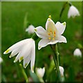 Leucojum vernum, Spring Snowflake