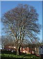 Beech, Raleigh Close, Torquay