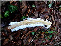 Frost flowers, Loughmuck (2)