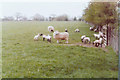 Sheep and lambs in a field, 1981