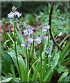 Bluebell in flower, Holcombe