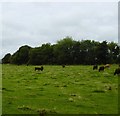 Cattle, Milnacraig