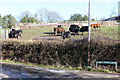 Steers at Twyn College Farm