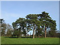 Scots pine trees in the Hoddesdon area, Hertfordshire