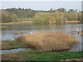Amwell Nature Reserve ? view across the lake