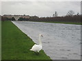 Swan by the Long Water