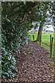 A path near Rostherne Mere